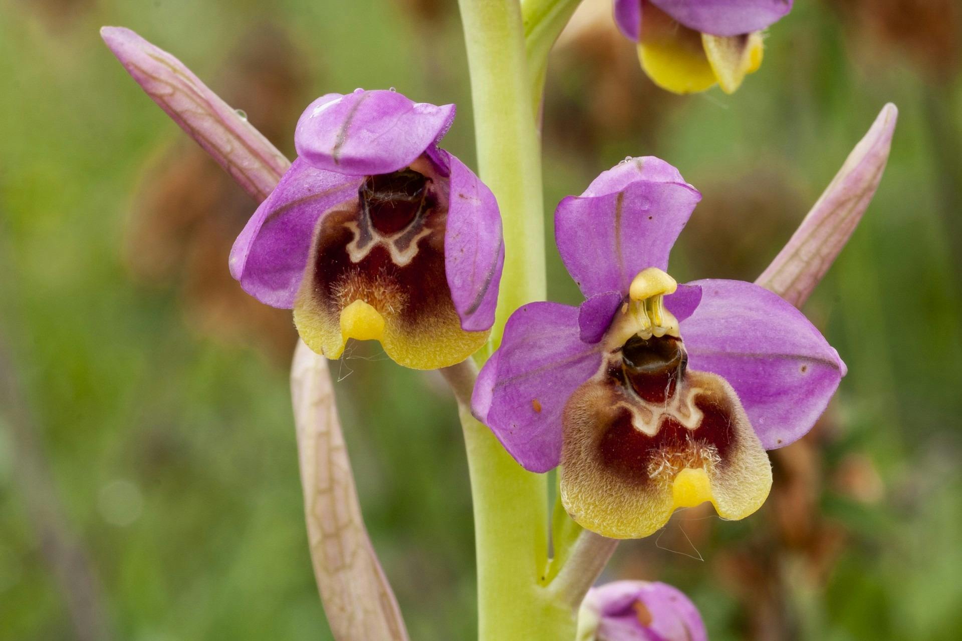 Wagga Wagga Orchid Society