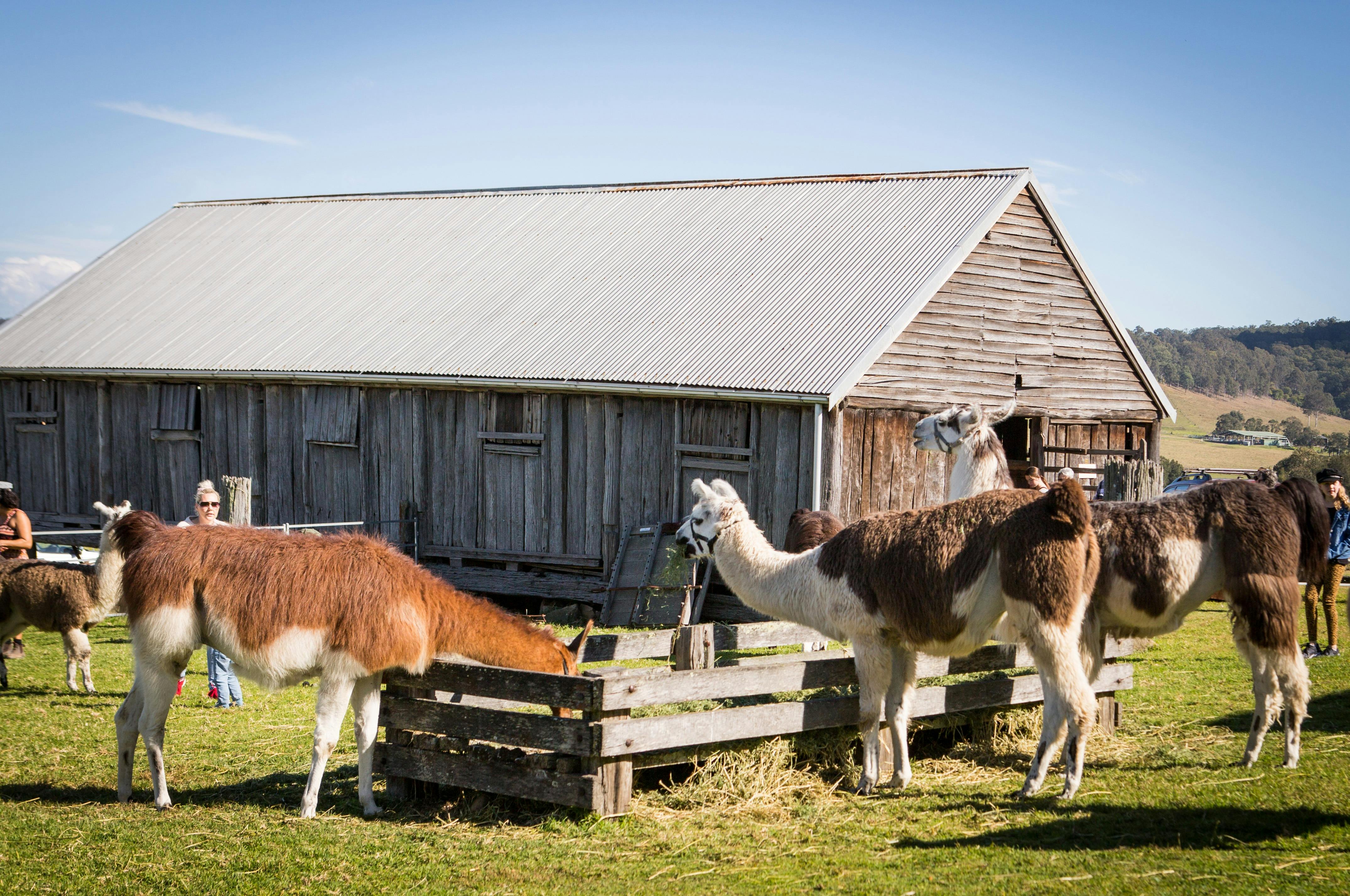 Meet the LLamas