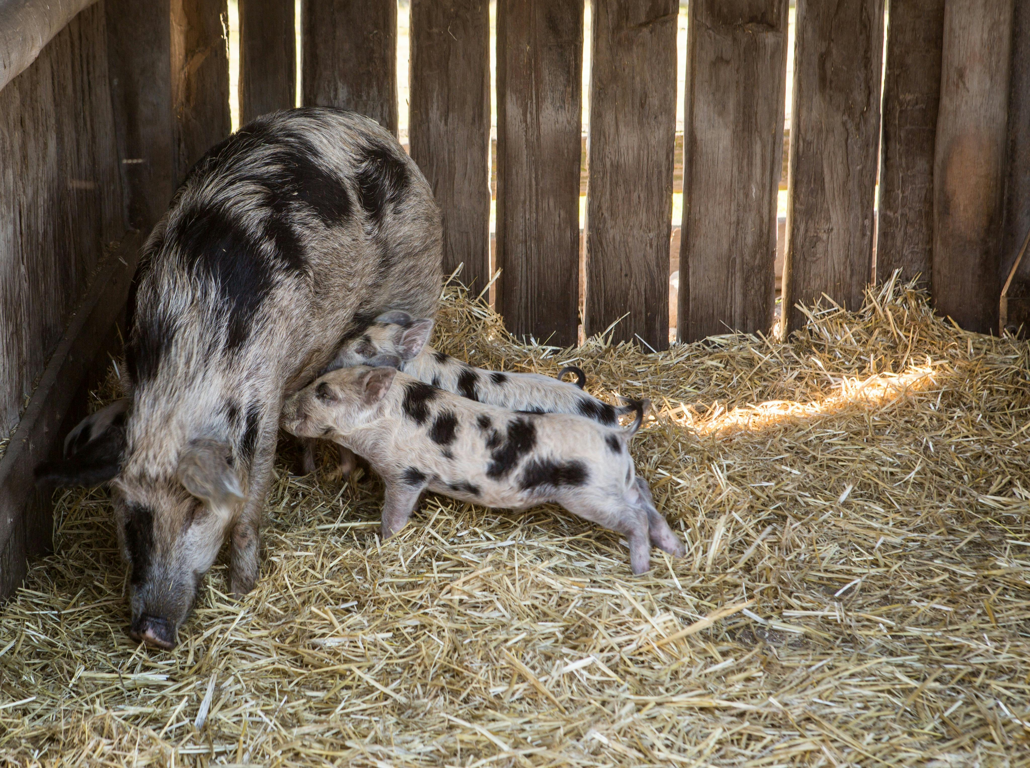 Meet our heritage pigs, there may even be piglets