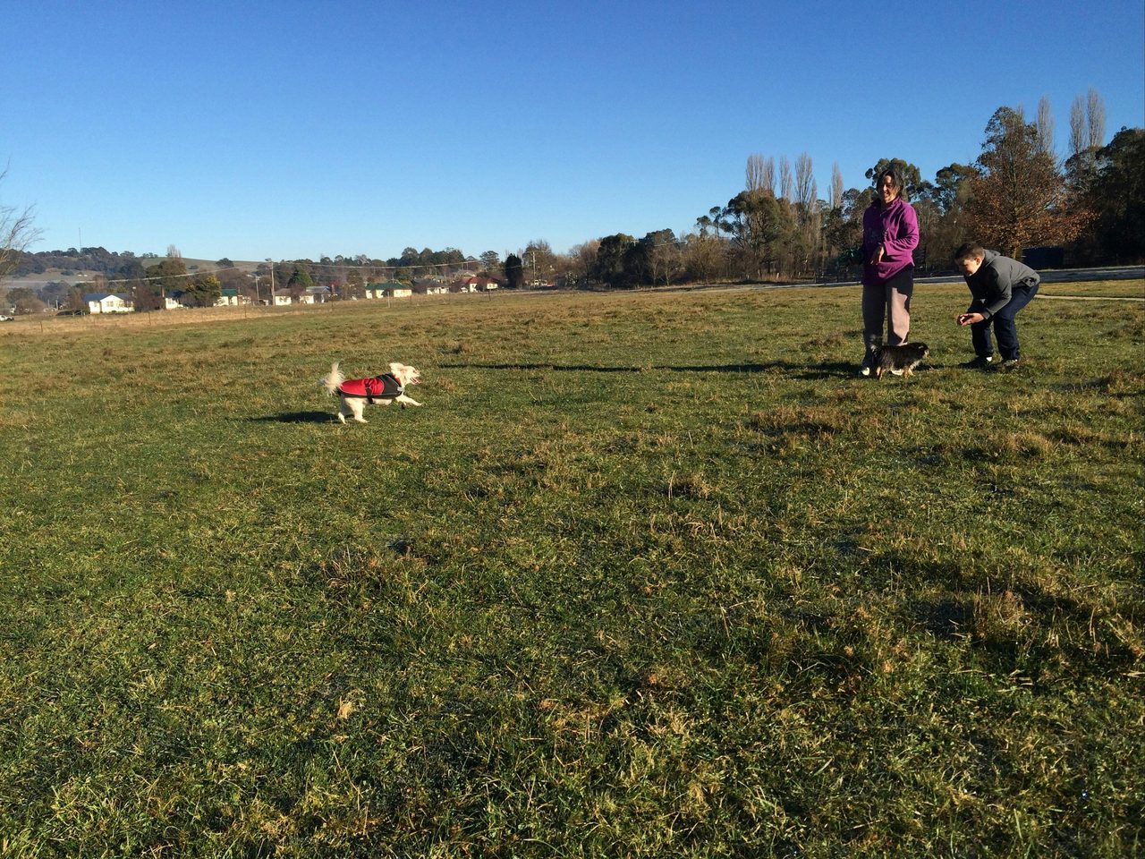 Dog playing