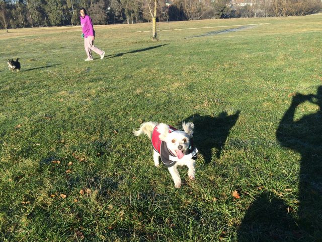 Crookwell Dog Park