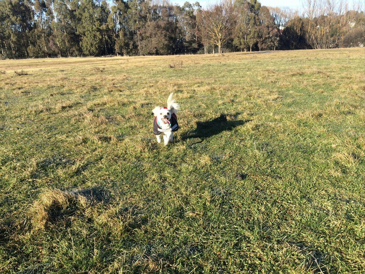 Dog playing