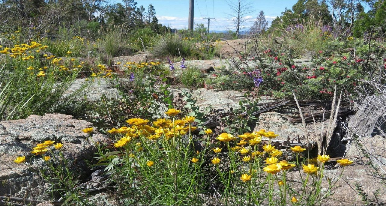 Native Flora