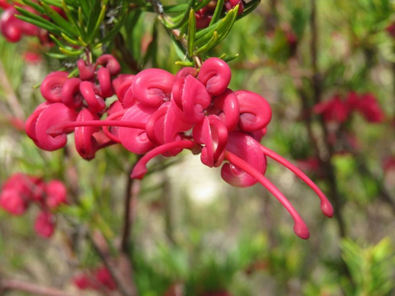 Grevillea