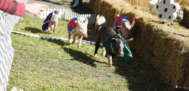 Tocal Field Days