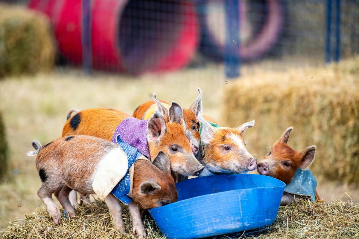 Piglet race fun at Tocal Field Days.