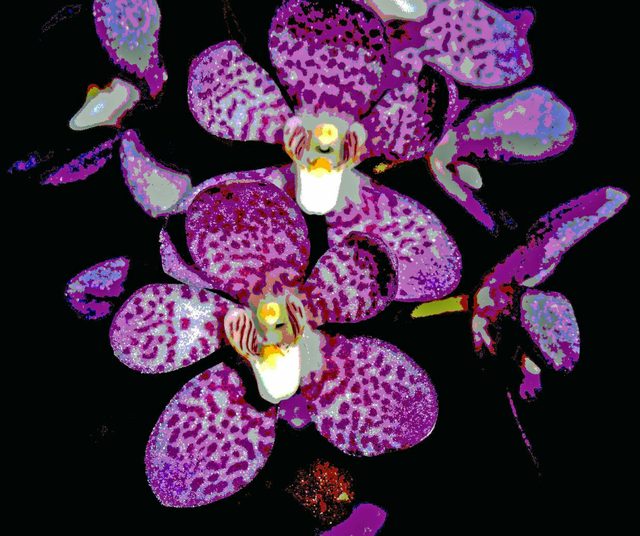 The Illawarra Native Orchid Society Late Spring Show