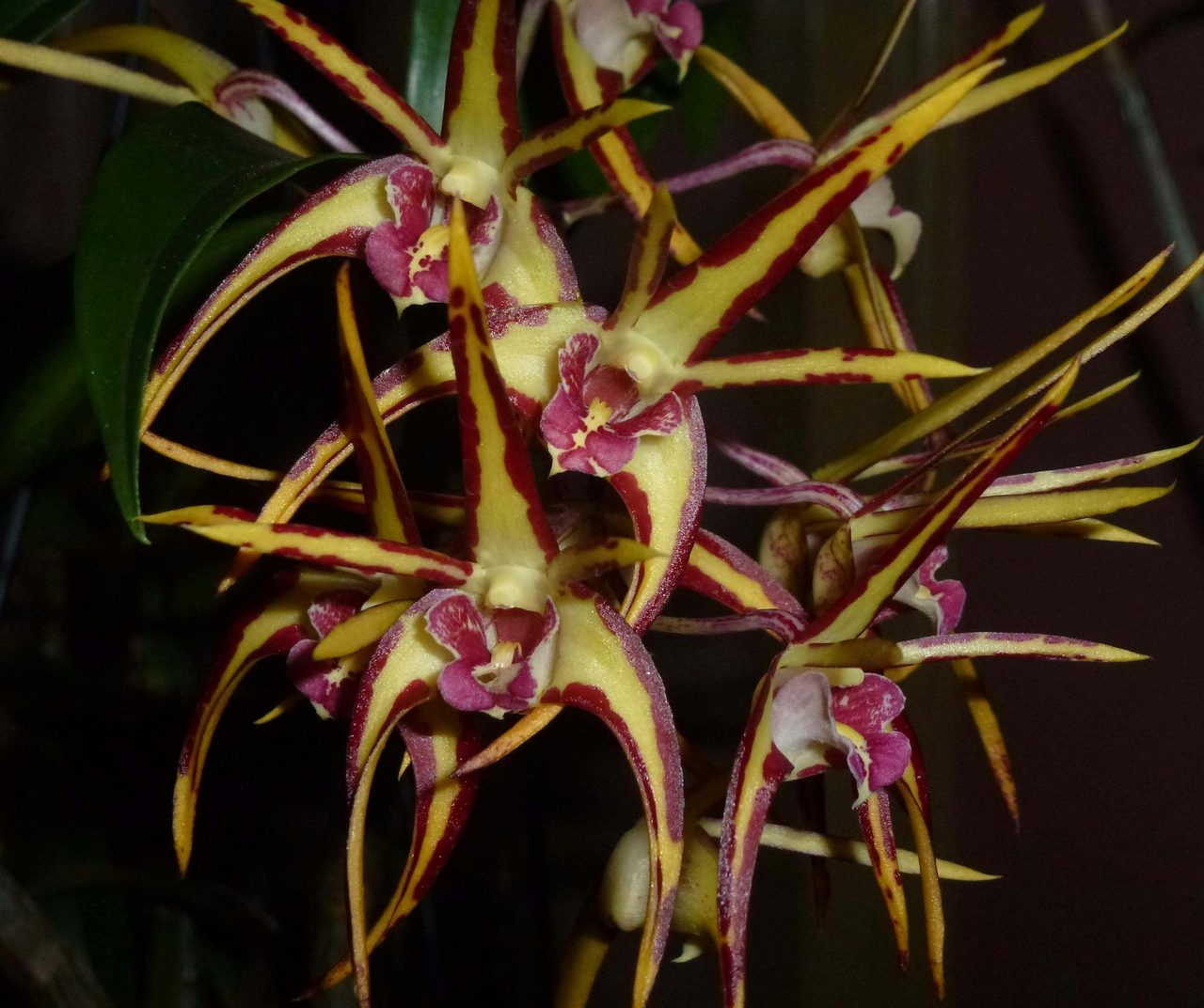 Colourful Dendrobium Hybrid
