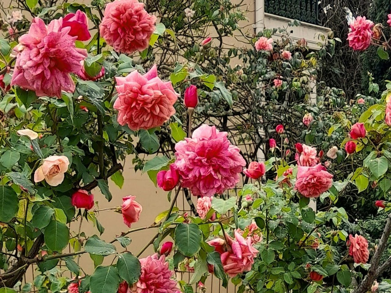 Heritage roses in various shades of pink stand in full bloom.