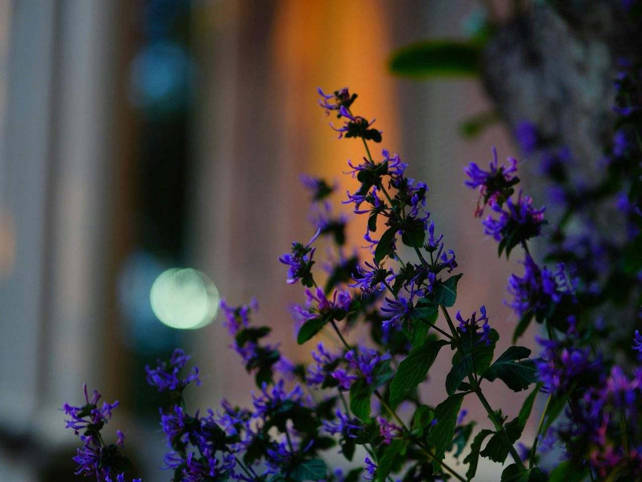 Purple flowers in the foreground. Background is blurred but softly lit.