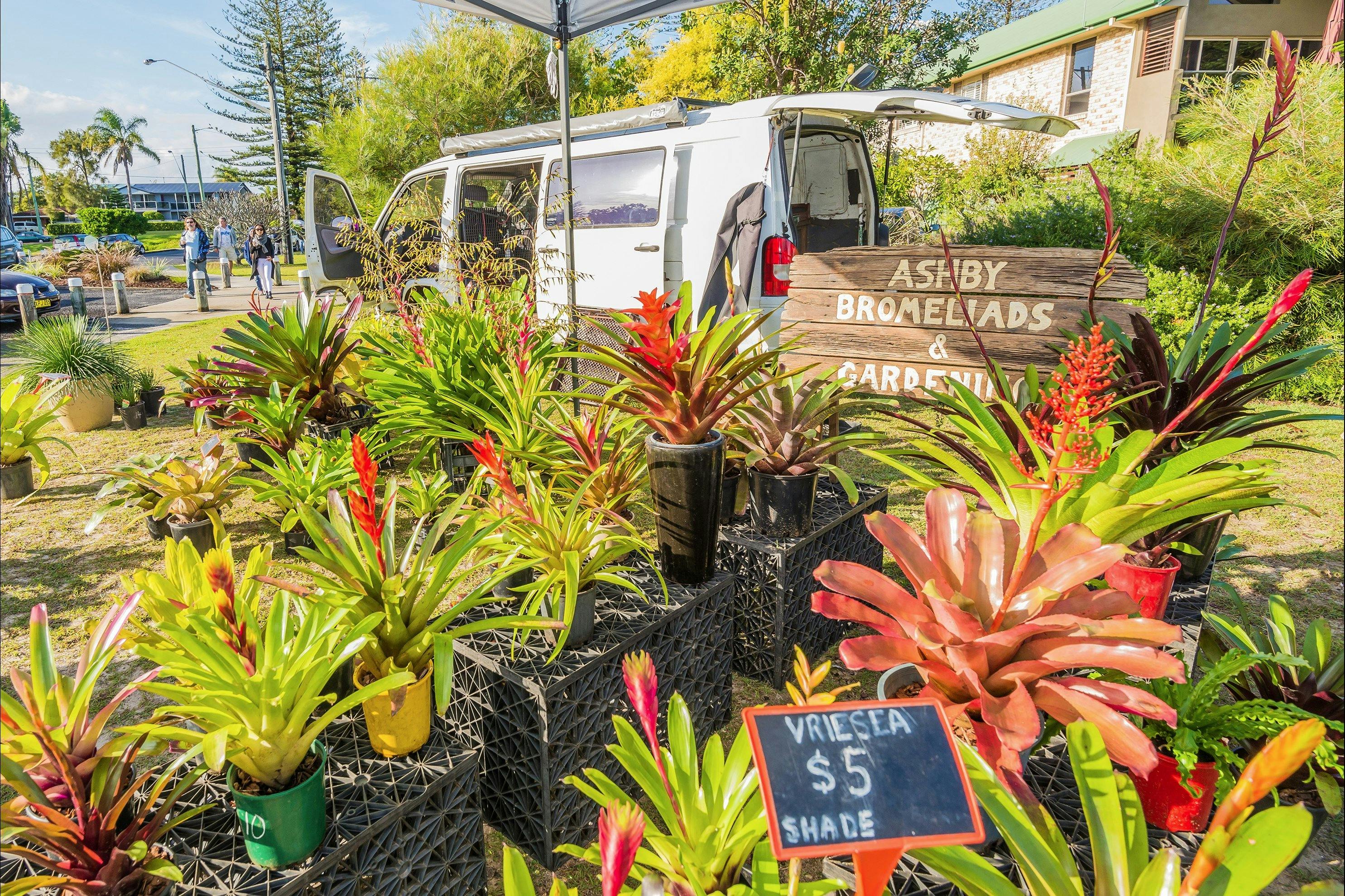 Yamba River Markets Bromeliads