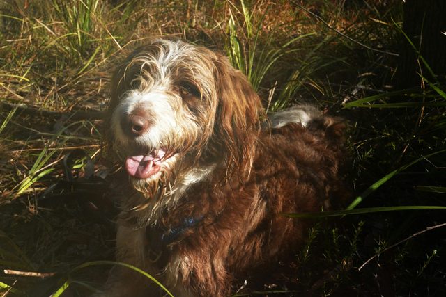 Trails and Tails