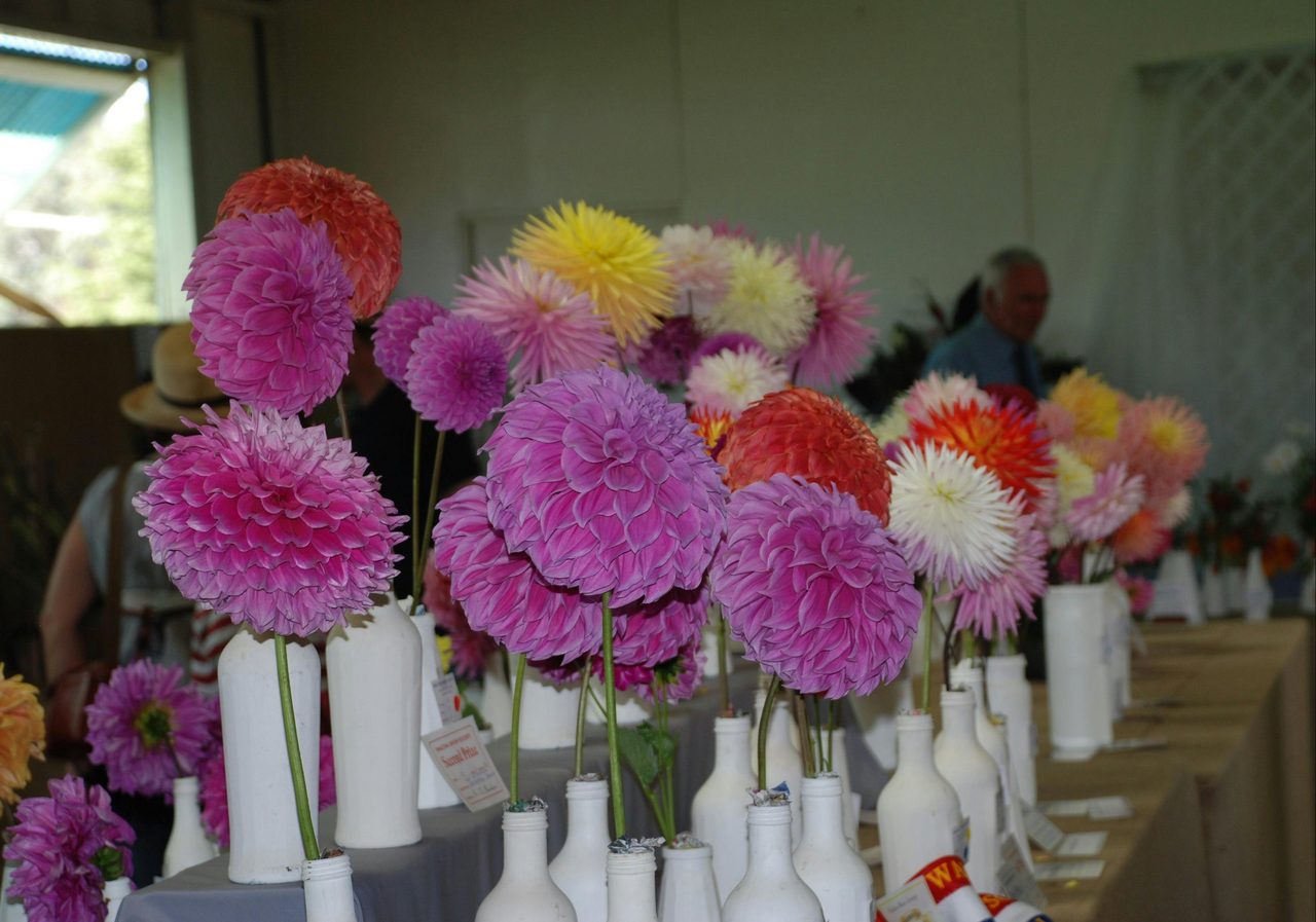 Gorgeous blooms in the Horticulture pavillion