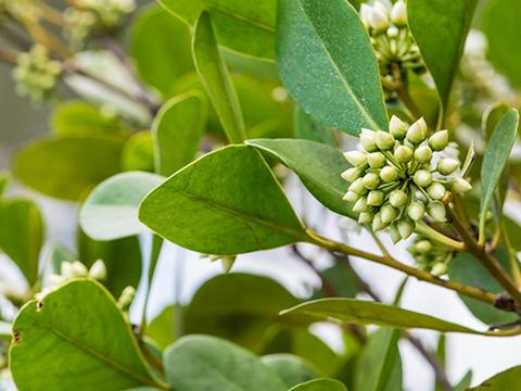 Cockatoo picnic area