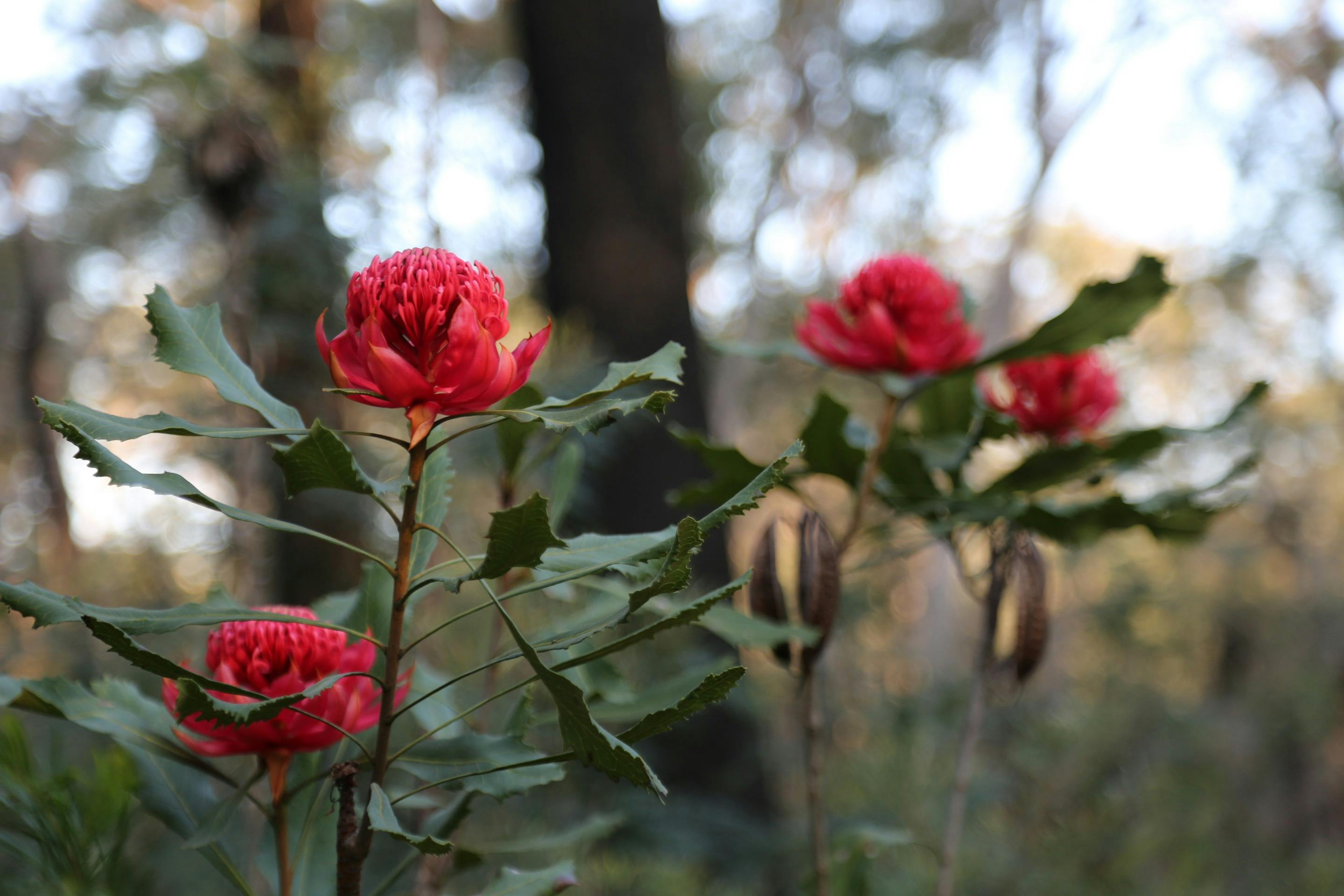 Cluster of waratahs