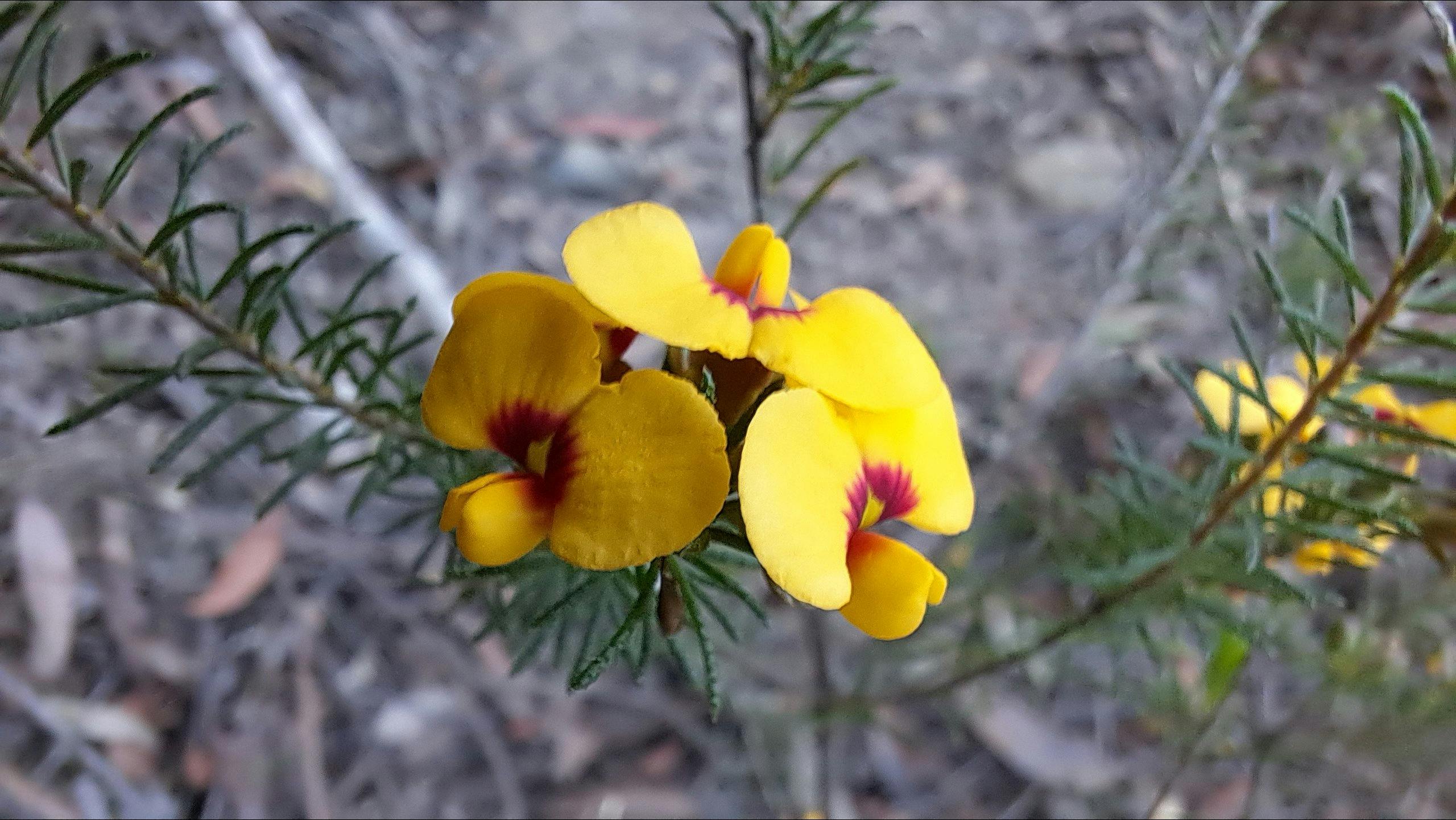 Native pea flowers in heathland