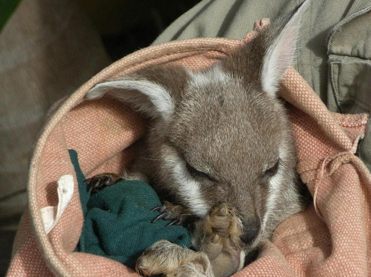 Up-close kangaroo encounters at Featherdale Wildlife Park.