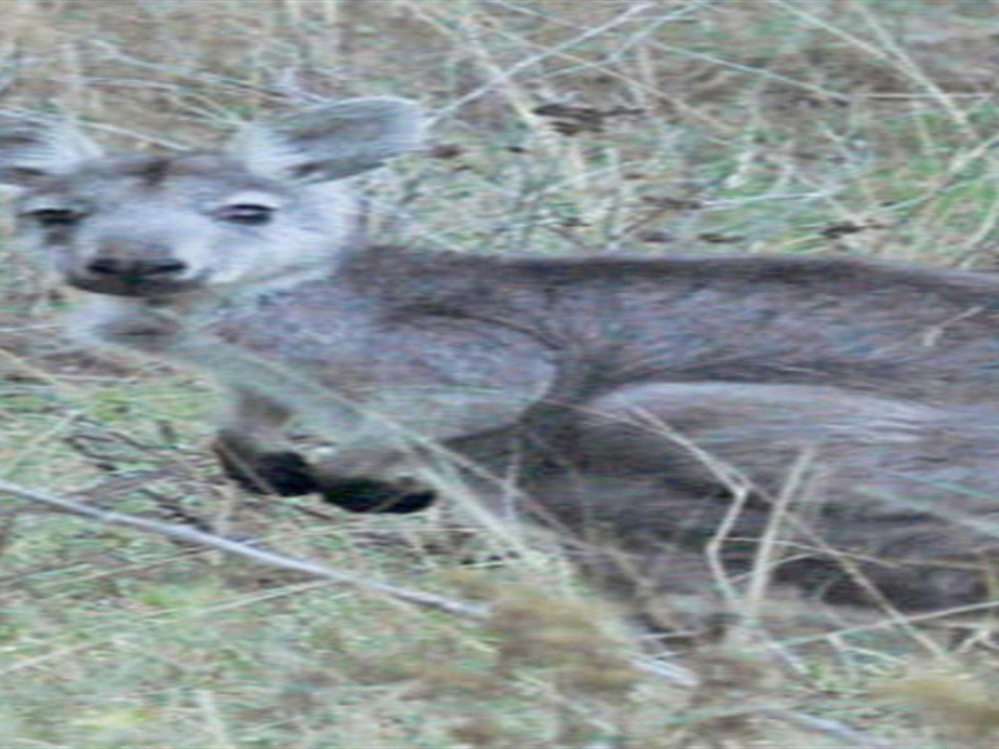 Capertee National Park. Photo: Michelle Barton/OEH