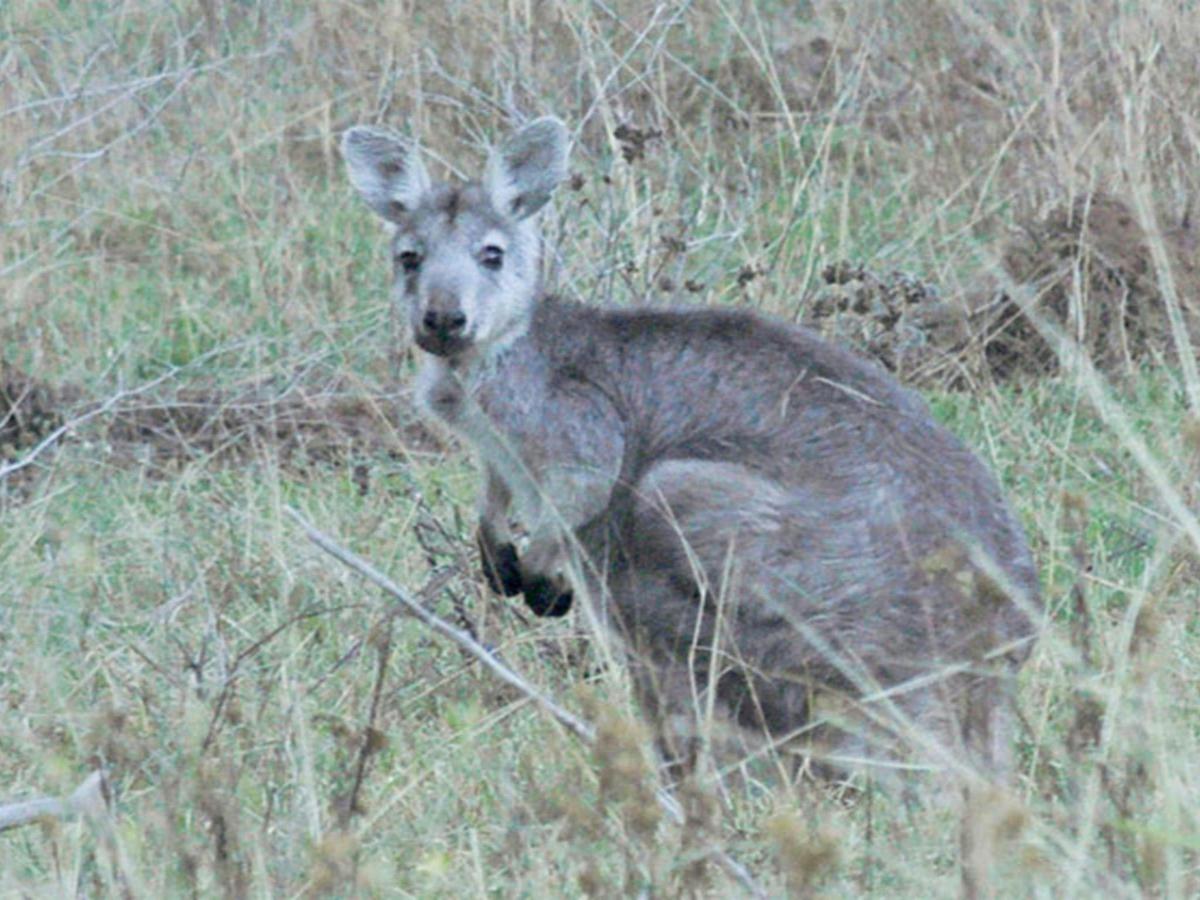Capertee National Park. Photo: Michelle Barton/OEH