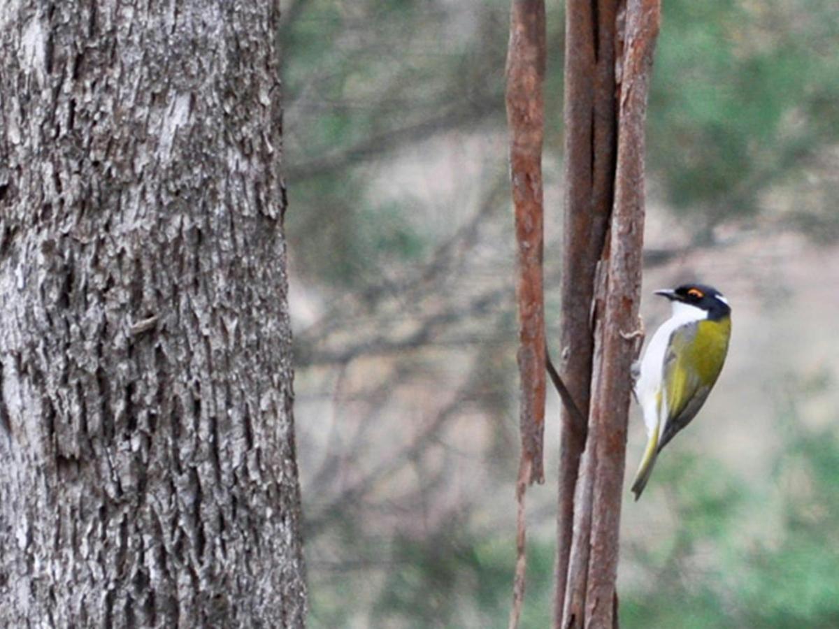 Capertee National Park. Photo: Michelle Barton/OEH