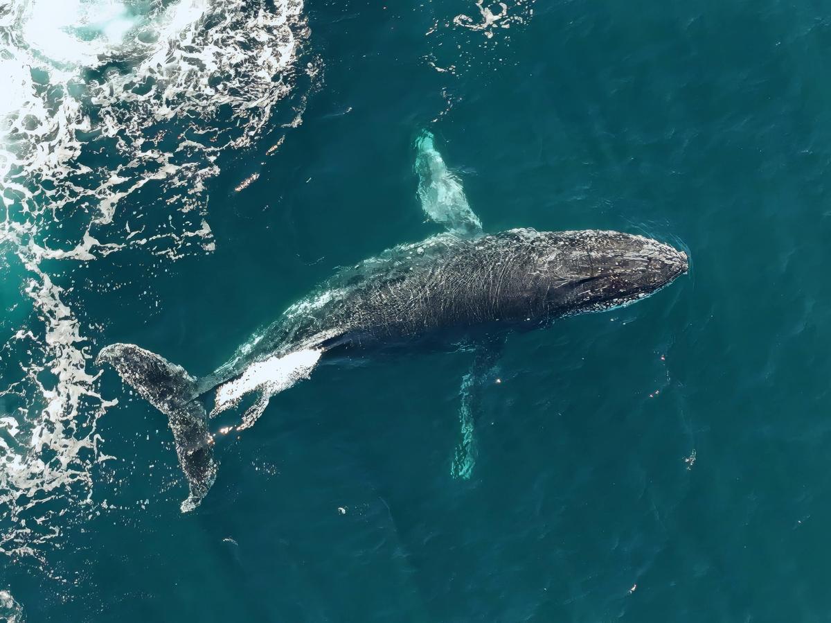 Winged Whale