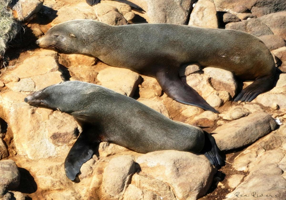 Wollongong Whales, Seals & Seabirds. Five Islands Nature Reserve Ecotour