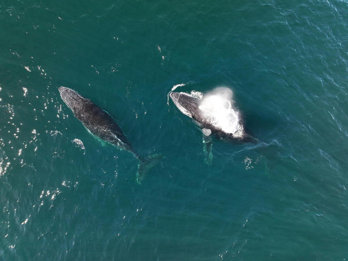 Wollongong Whales, Seals & Seabirds. Five Islands Nature Reserve Ecotour