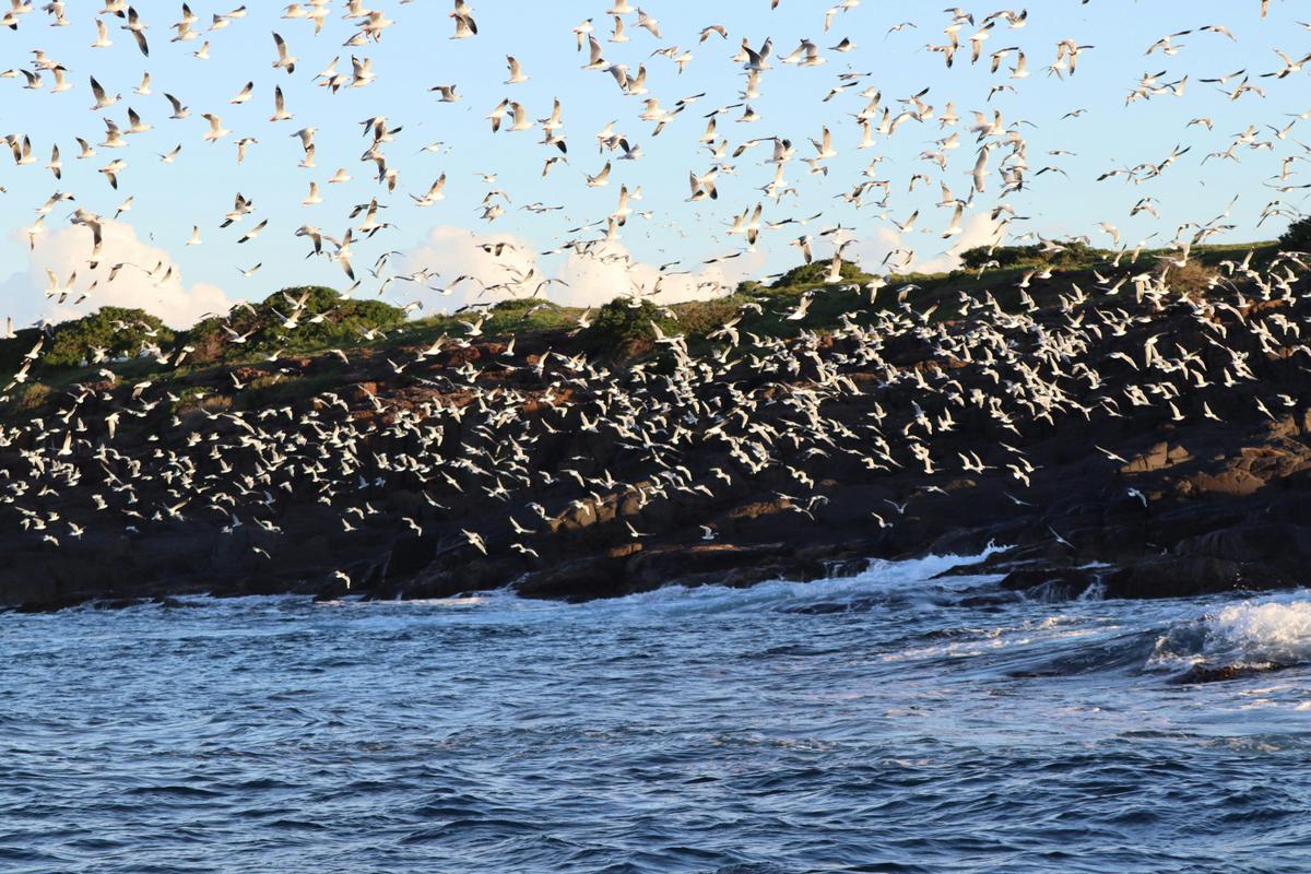Wollongong Whales, Seals & Seabirds. Five Islands Nature Reserve Ecotour