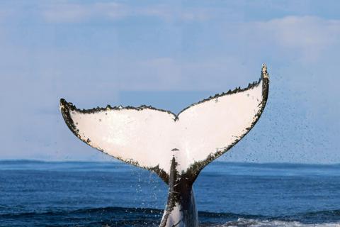 Abyss Project Australia