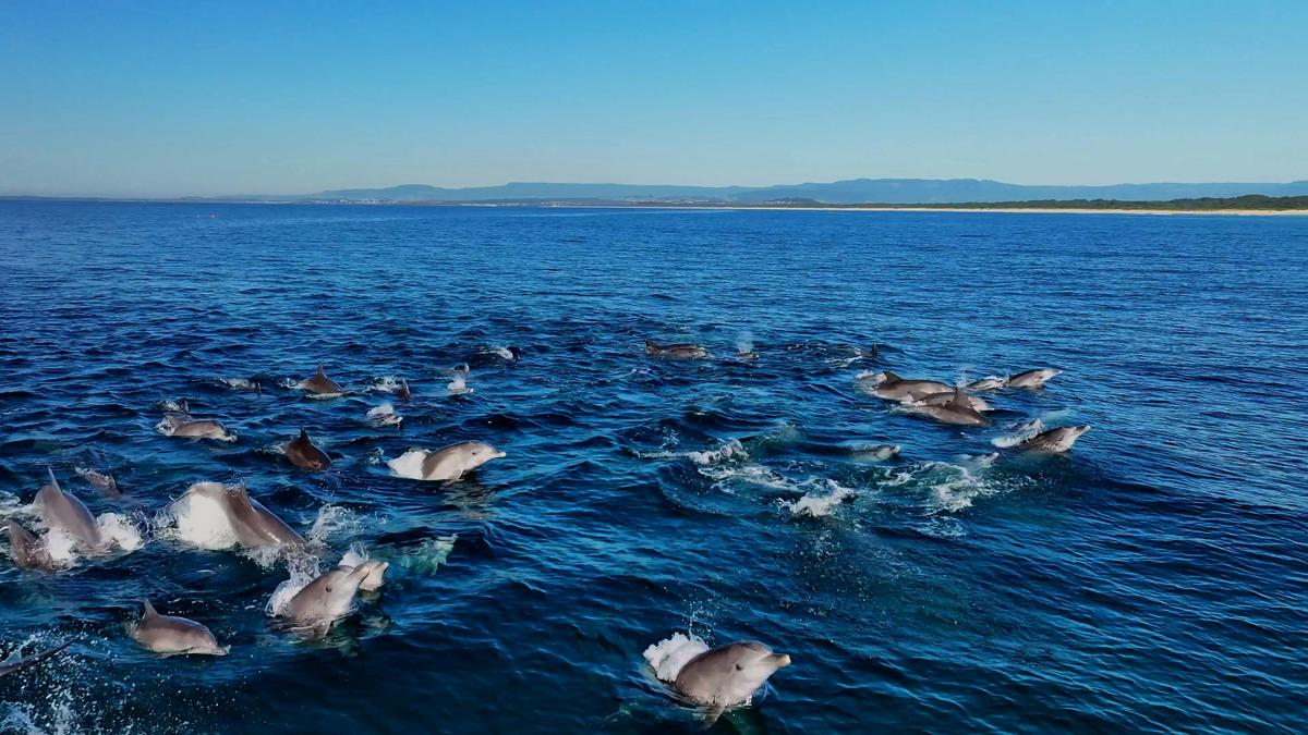PK Dolphins