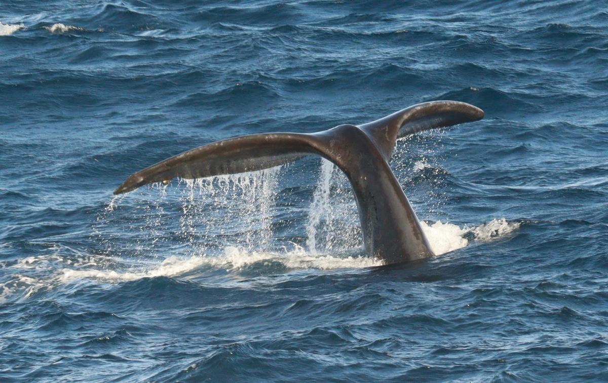 Wollongong Whales, Seals & Seabirds. Five Islands Nature Reserve Ecotour