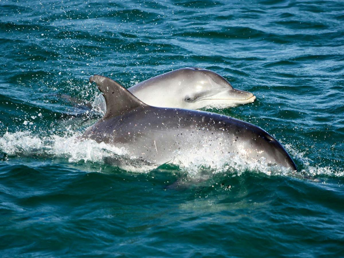 Dolphins swimming in the ocean