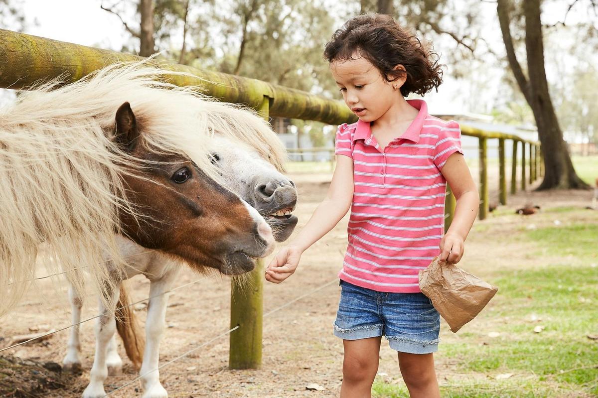 Girl feeding ponies