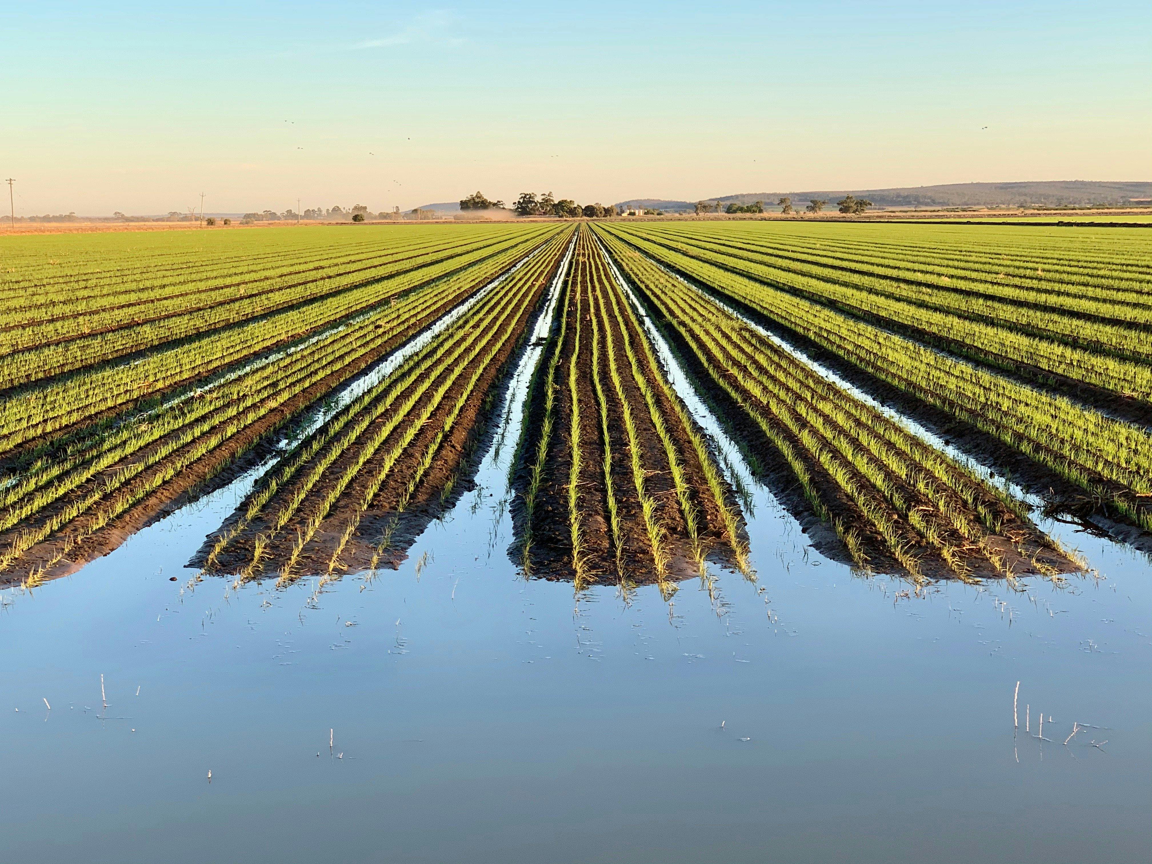 The Riverina region of NSW is the home of Australia's rice industry.