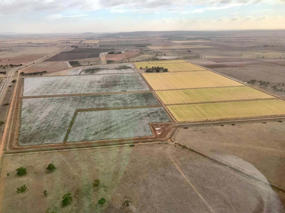 Cotton and rice on the one large farm near Leeton NSW