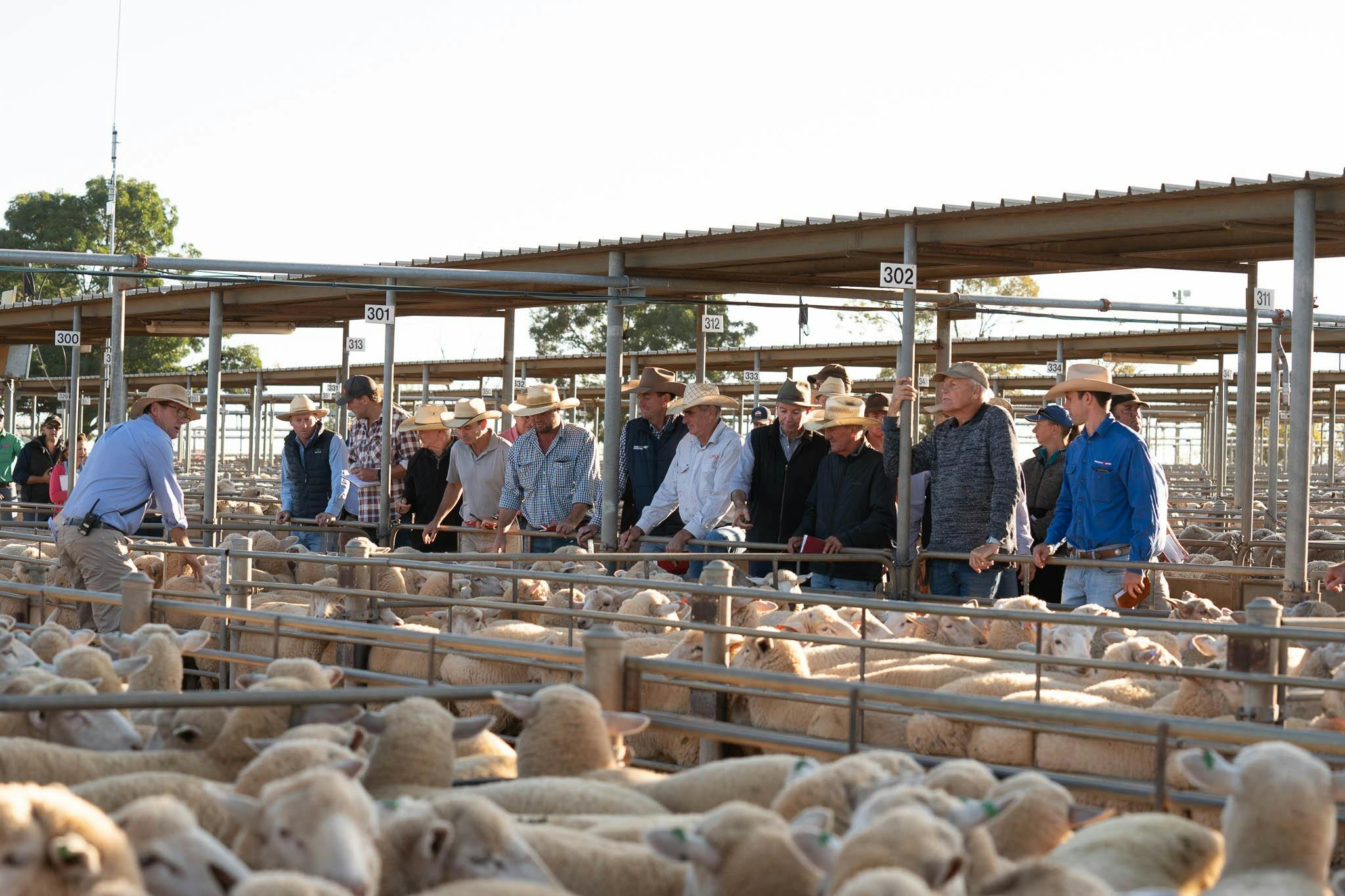 Waggga Wagga's modern livestock saleyards is the largest sheep market in the Southern Hemisphere.