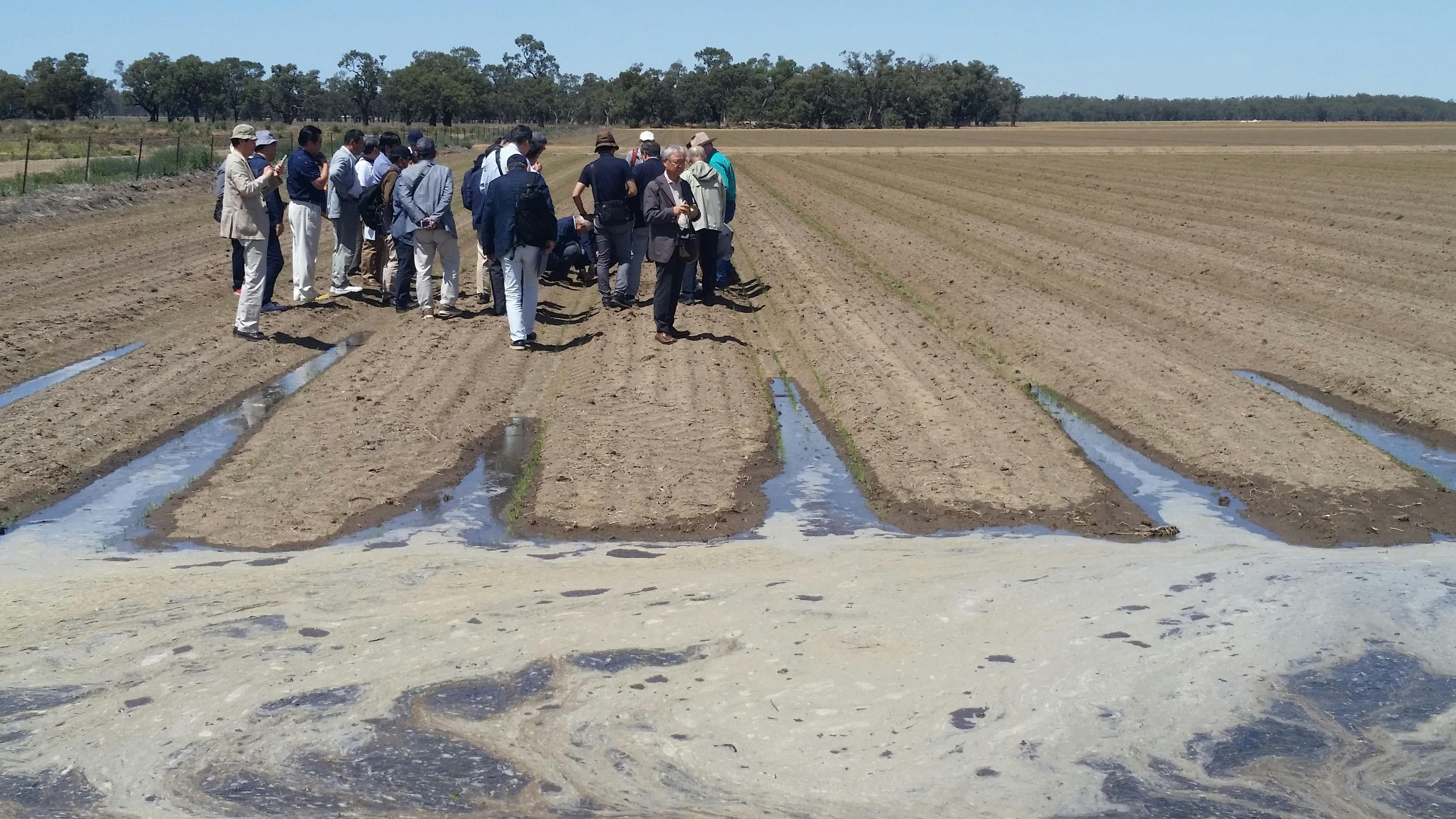 Engineers from Hokkaido are about to get their feet wet on this irrigated rice farm at Leeton NSW.