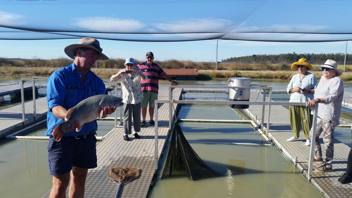 Murray Cod farming NSW Riverina Region