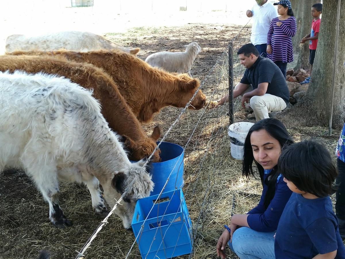Sydney family learns about cattle farming at Leeton NSW