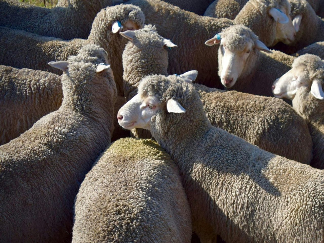 Tocal Farm Tours