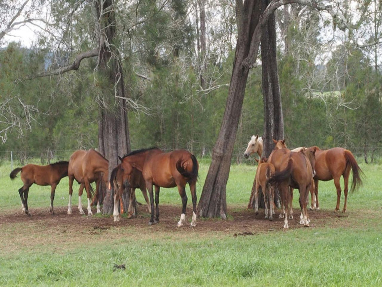 Tocal Farm Tours