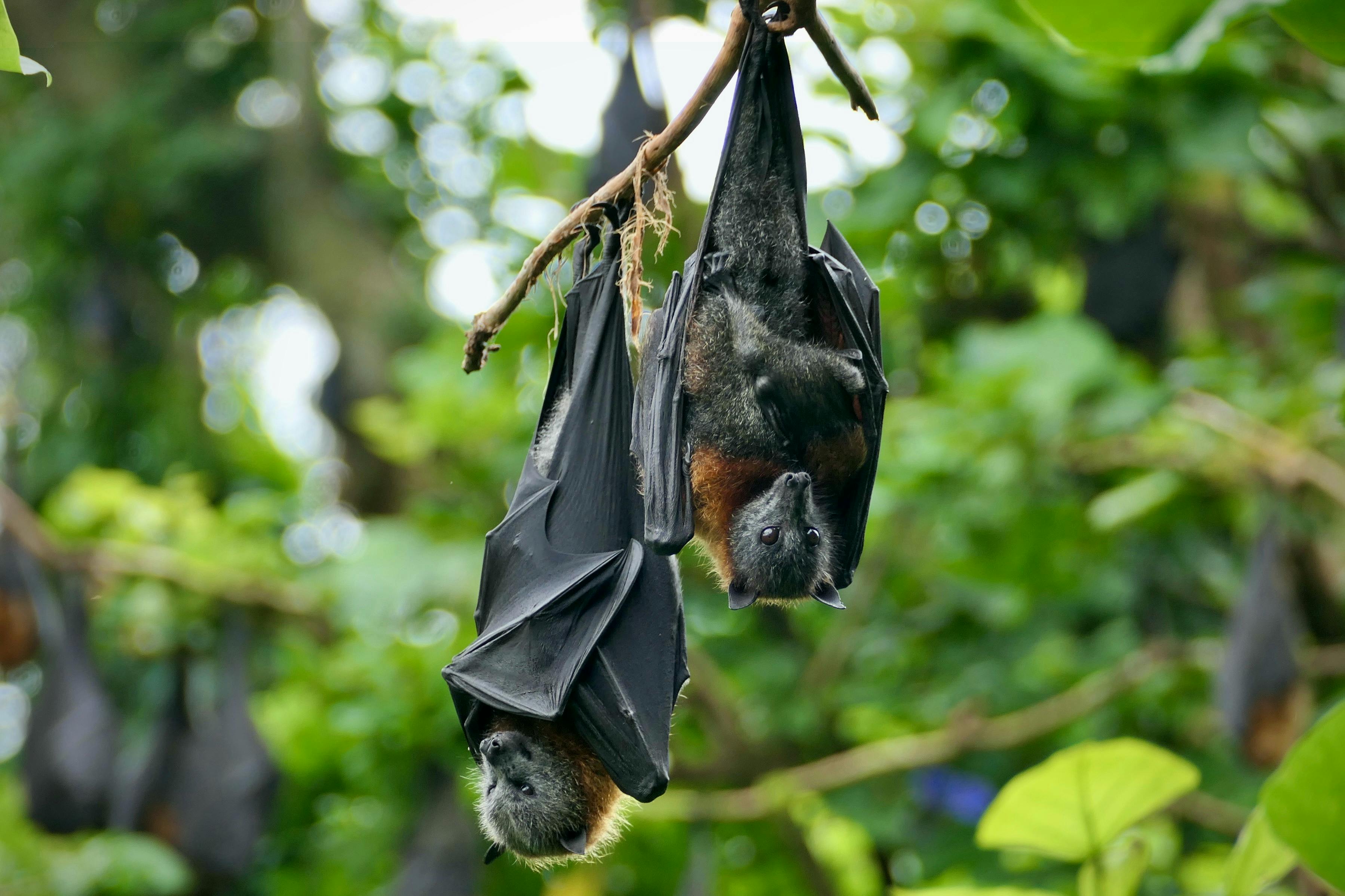 Flying Fox Bat