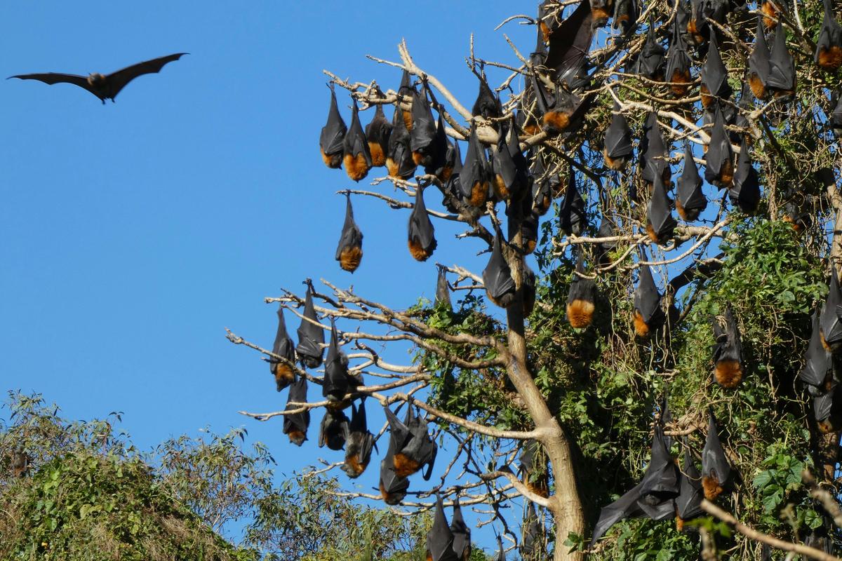 Grey-headed flying fox colony in tree