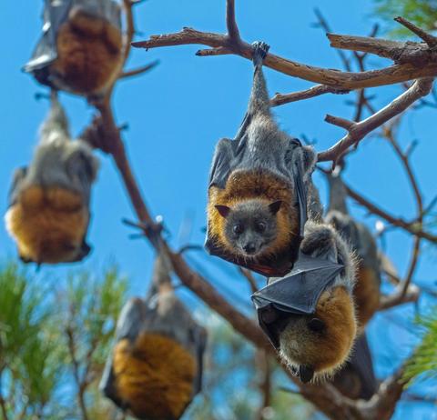 Grey-headed flying fox