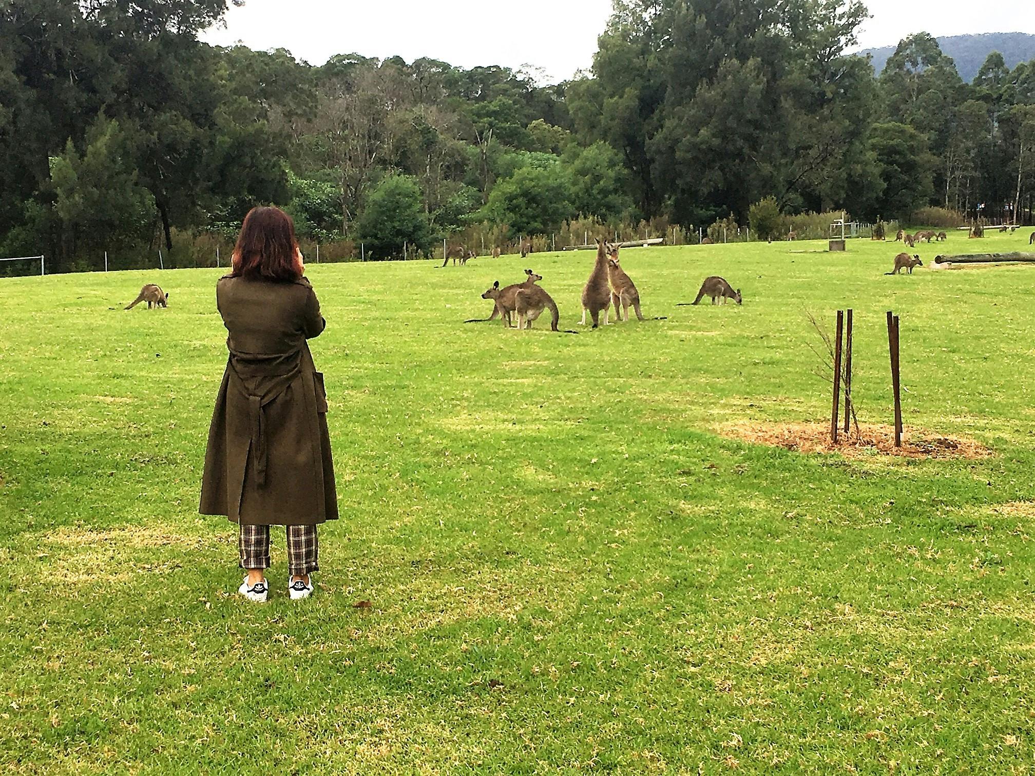 Close encounter wild kangaroos