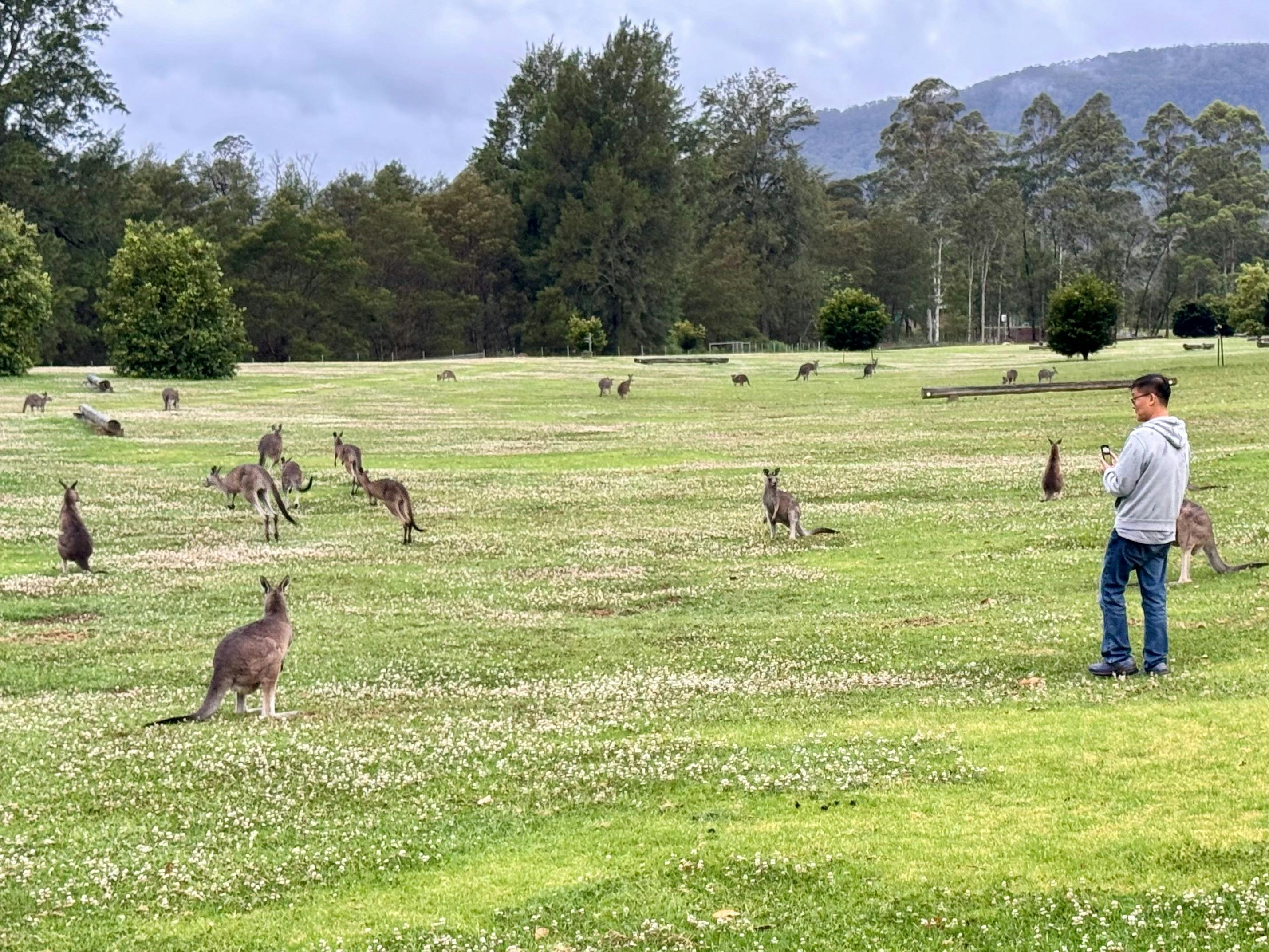 Mob of kangaroos