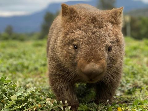 Wombat