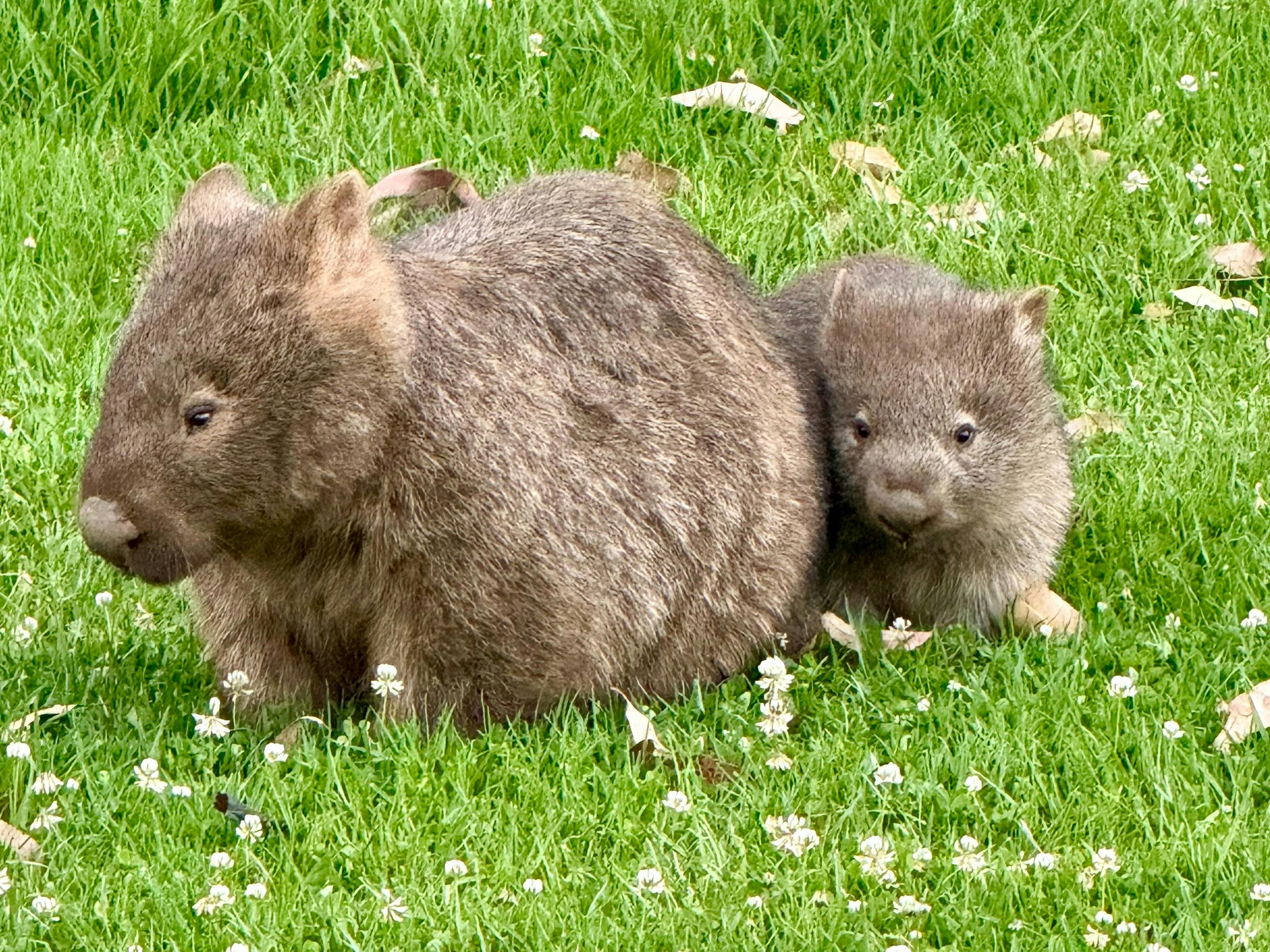 wombat and joey
