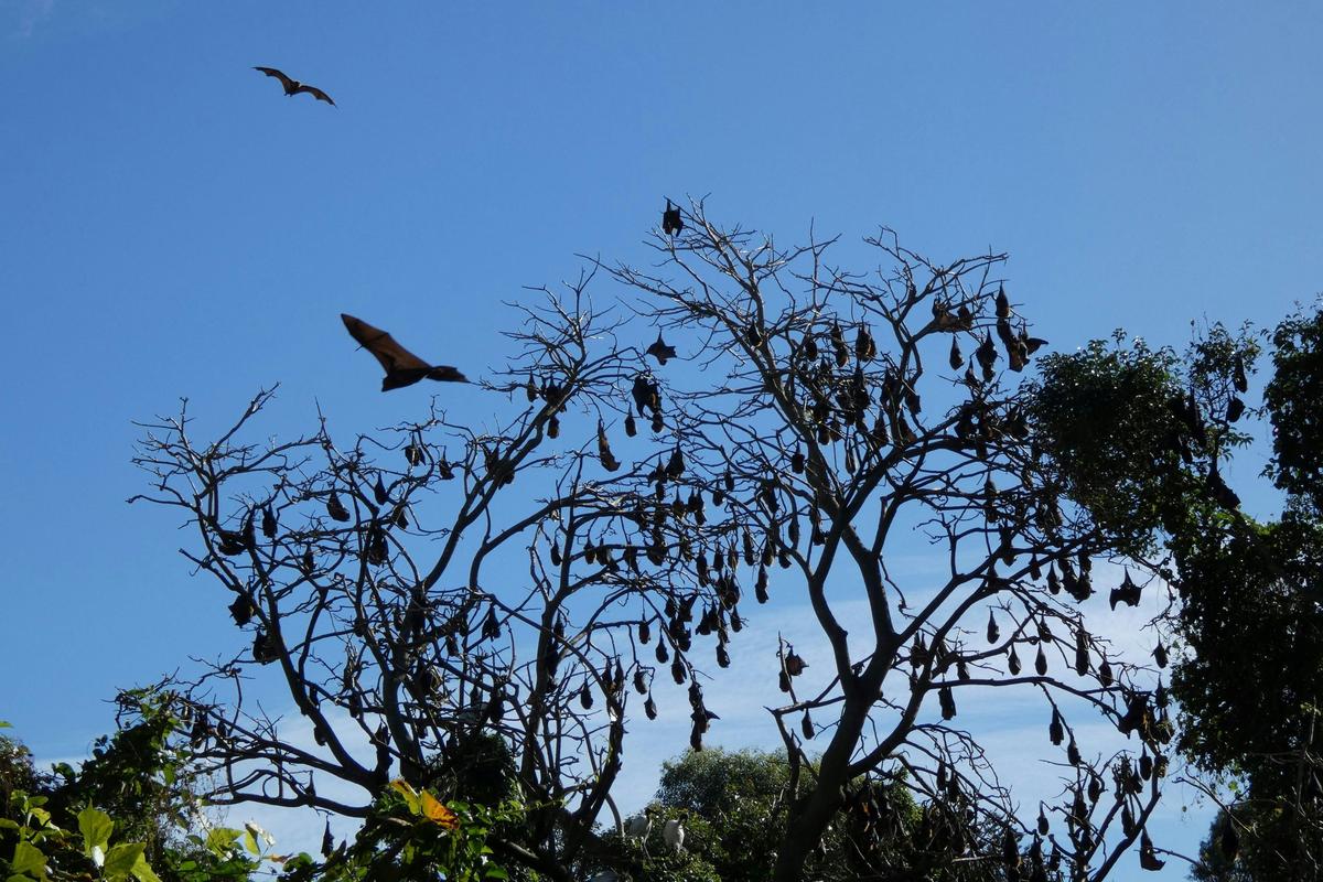 Grey-headed flying fox colony
