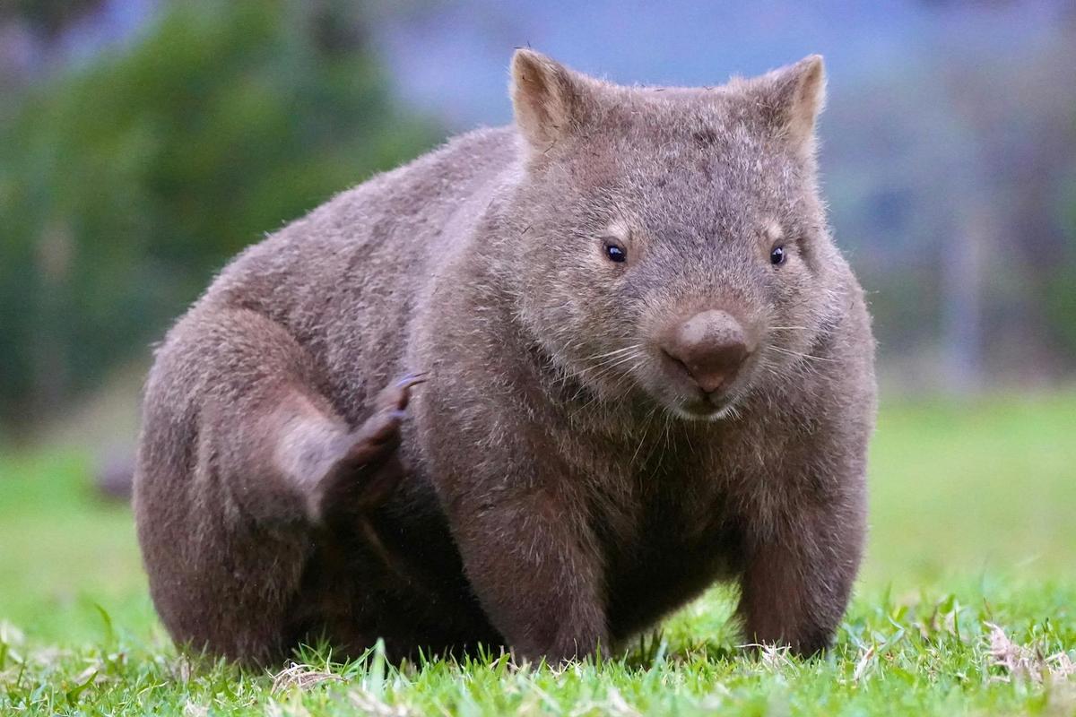 Wombat